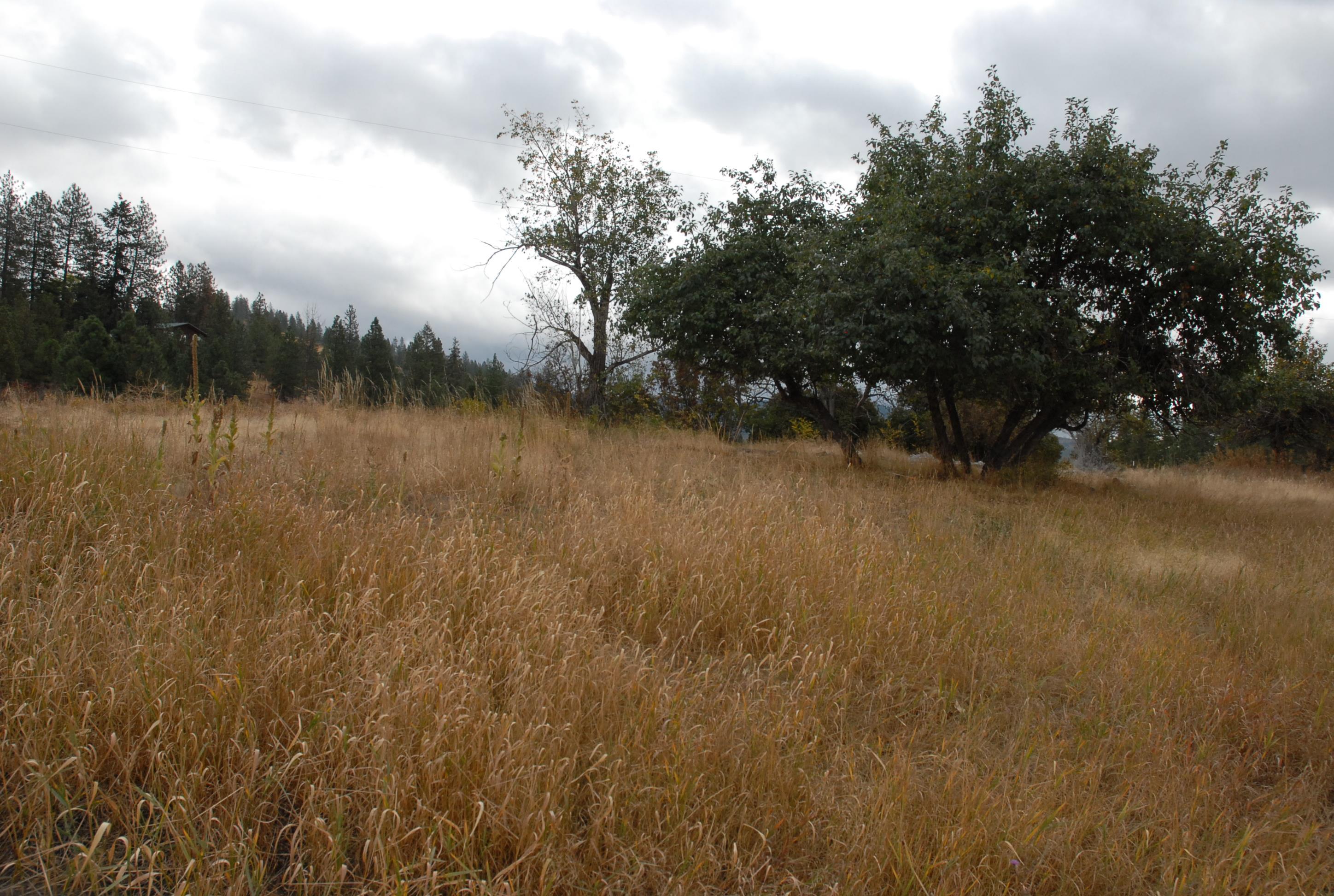 13507 East Tallman Road Chattaroy, WA 99003 - Photo 10 of 14 Gallery Image 10