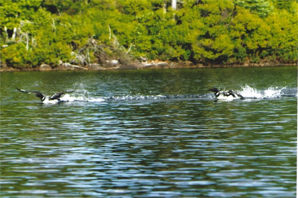 55 Mt Blue Pond Road Avon, ME 04966 - Photo 29 of 35 playing in the water