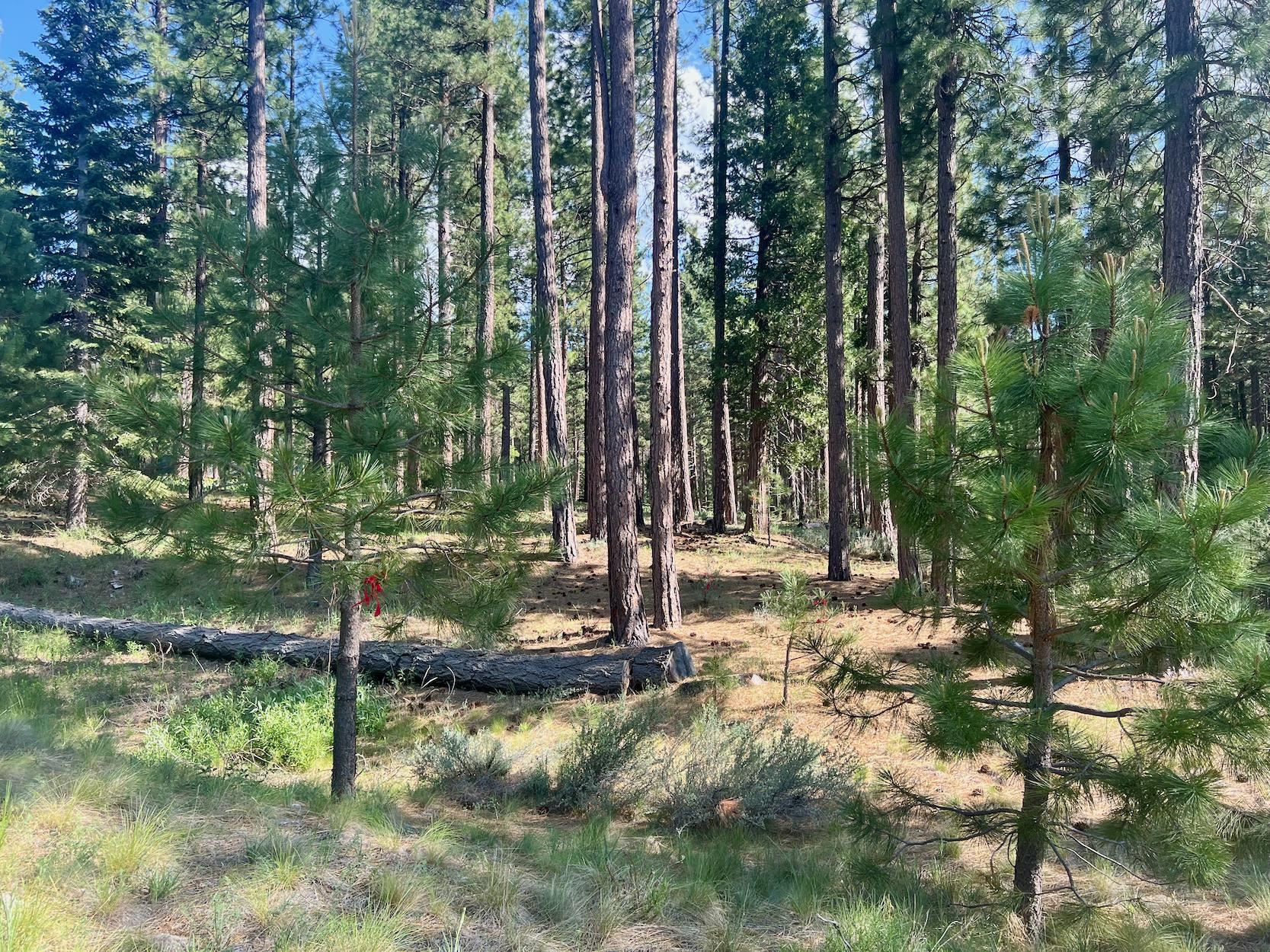 670 Redtail Loop Road Clio, CA 96106 - Photo 13 of 29