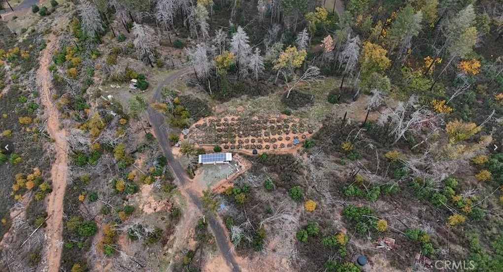 a view of a forest with a tree