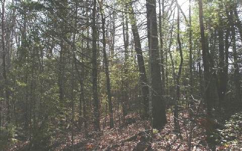 L12 Mill Creek Acres Blue Ridge, GA 30513 - Photo 1 of 1 Main View