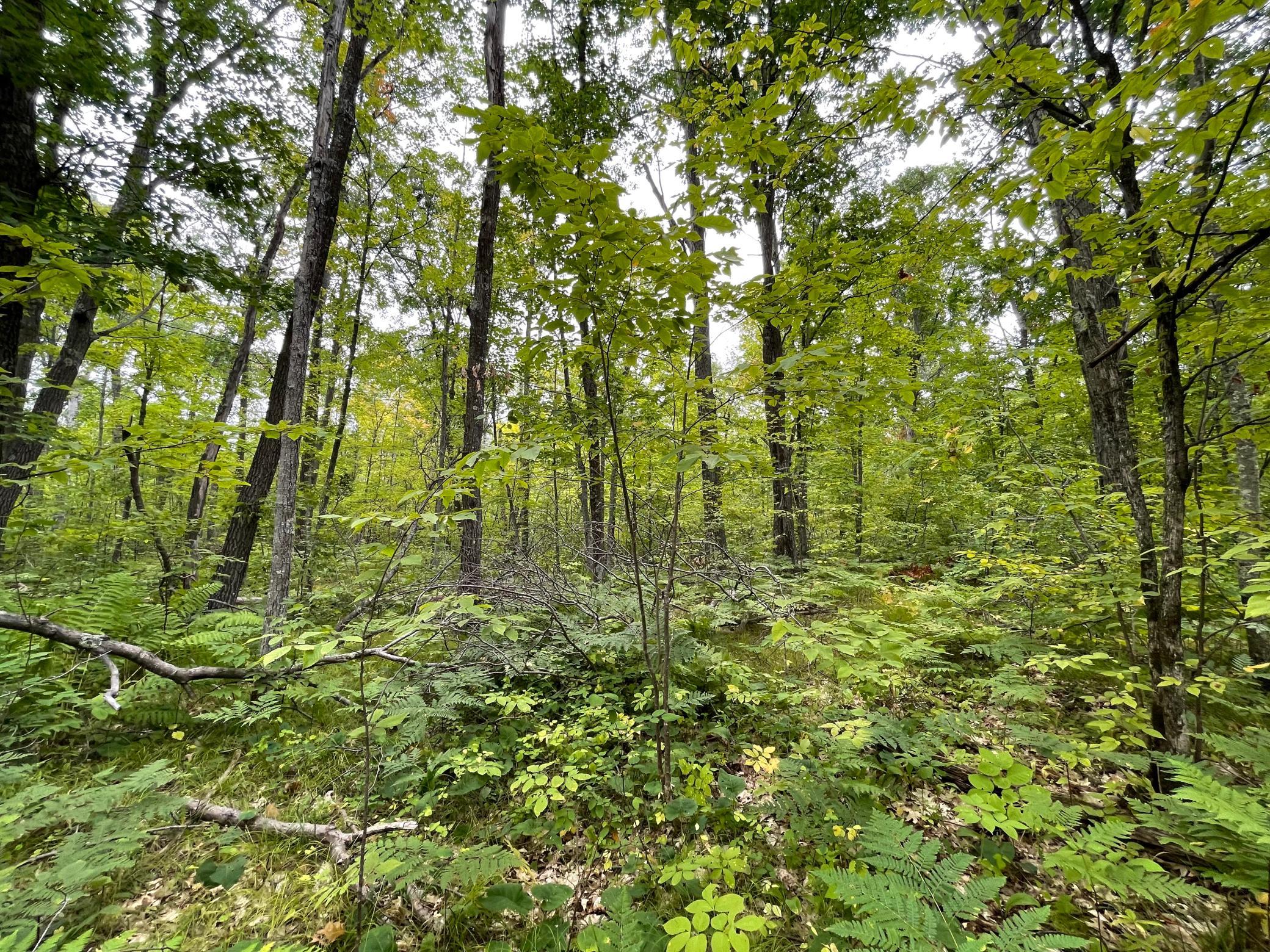 Xxx Duncan Road Sandstone, MN 55072 - Photo 6 of 19 Gallery Image 6