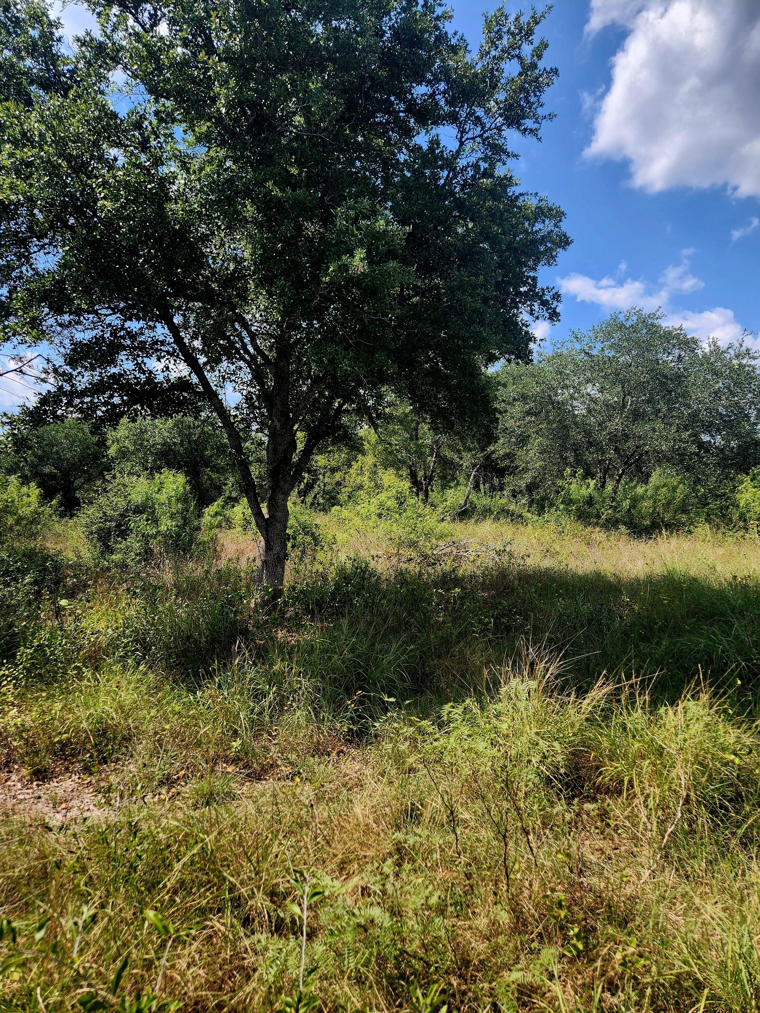 Tbd Tbd Elm Creek Road Waelder, TX 78959 - Photo 1 of 1