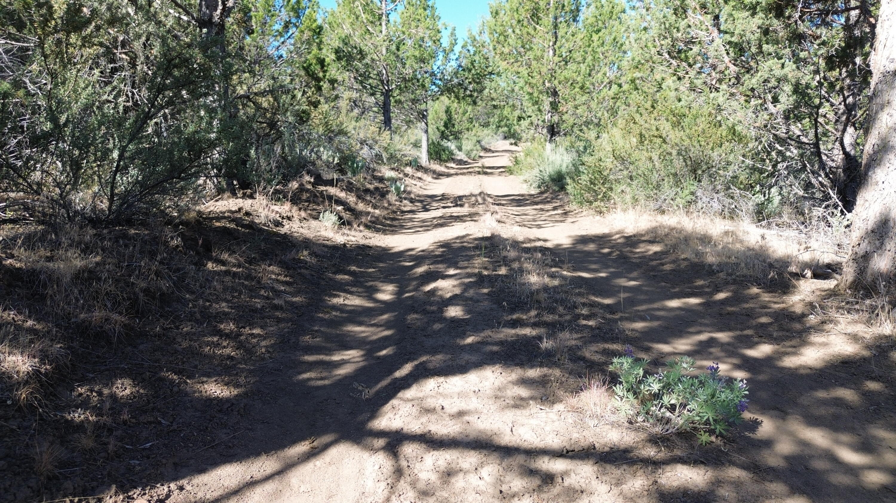 Lot 28 Butte Road Adin, CA 96006 - Photo 8 of 19 DJI_0200