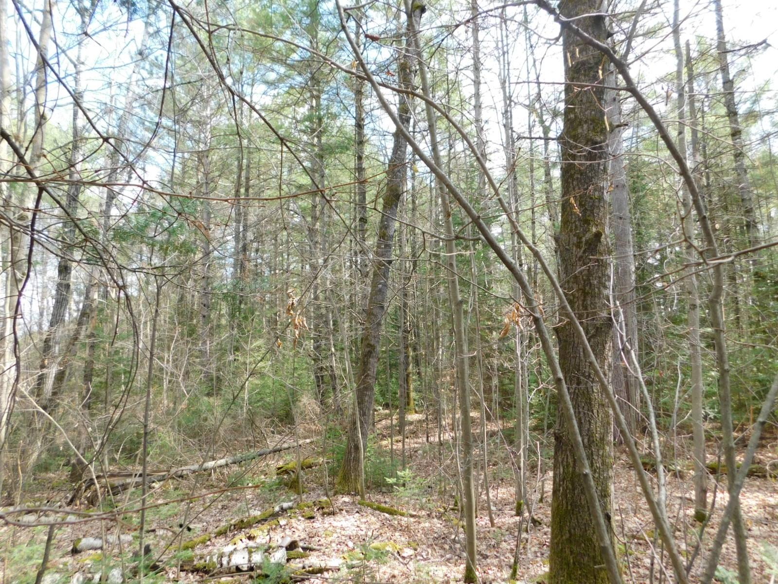 Lot 1 Eagle Waters Road Tomahawk, WI 54487 - Photo 6 of 9 Gallery Image 6