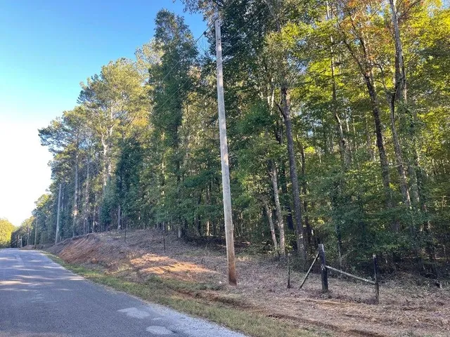 a view of a forest filled with trees
