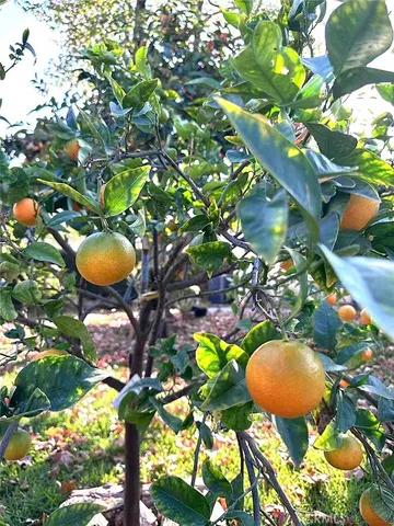 $5,200 | 1126 Highland Oaks Drive, Arcadia, CA 91006