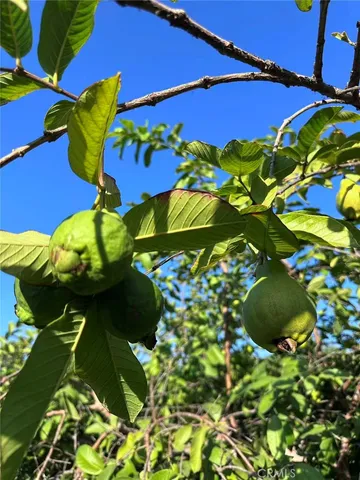 $5,200 | 1126 Highland Oaks Drive, Arcadia, CA 91006