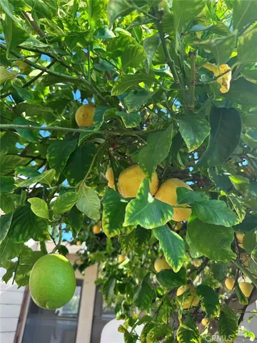 $5,200 | 1126 Highland Oaks Drive, Arcadia, CA 91006