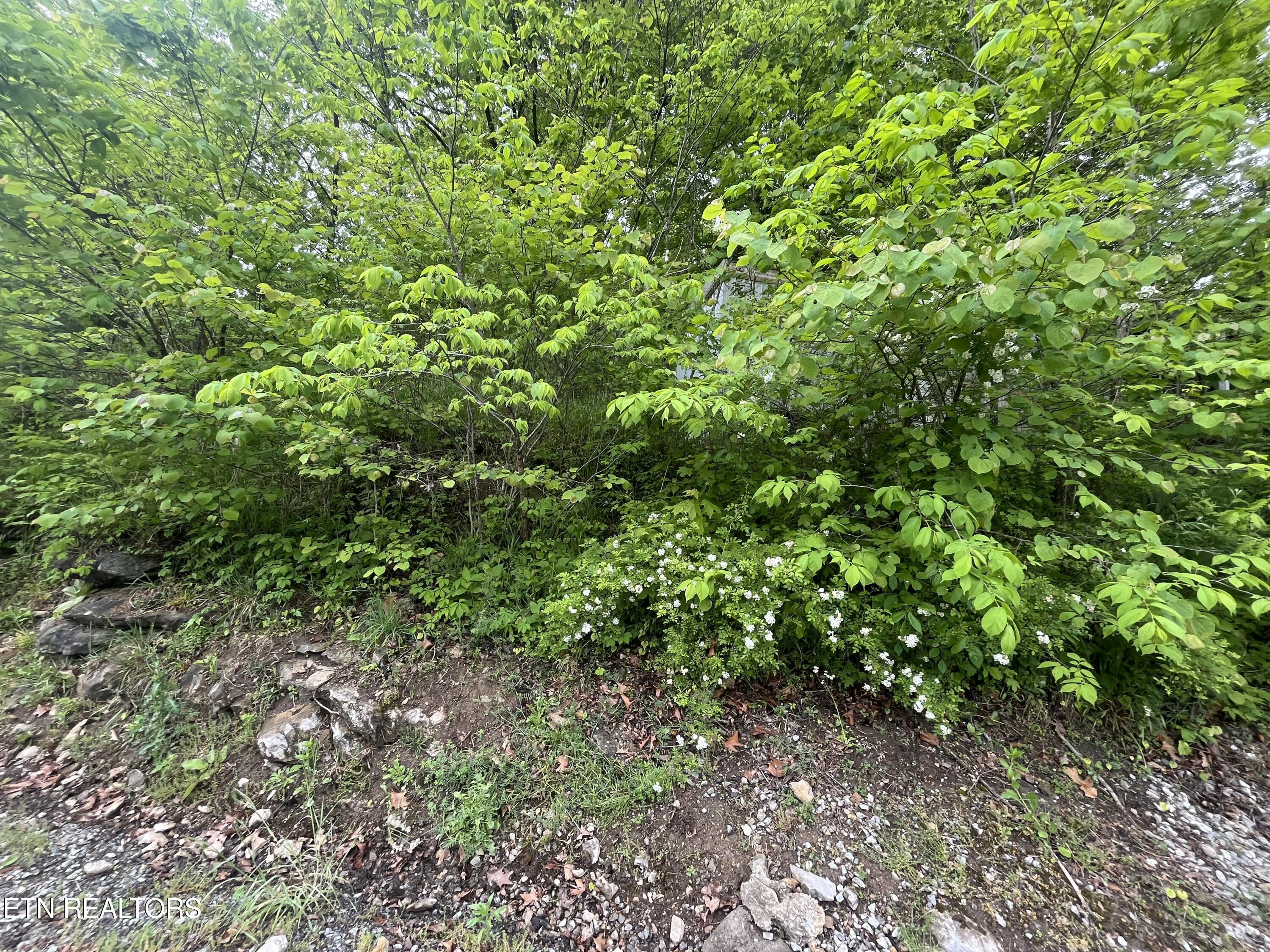 Tbd Valley Creek Road Dryden, VA 24243 - Photo 20 of 23 IMG_7414