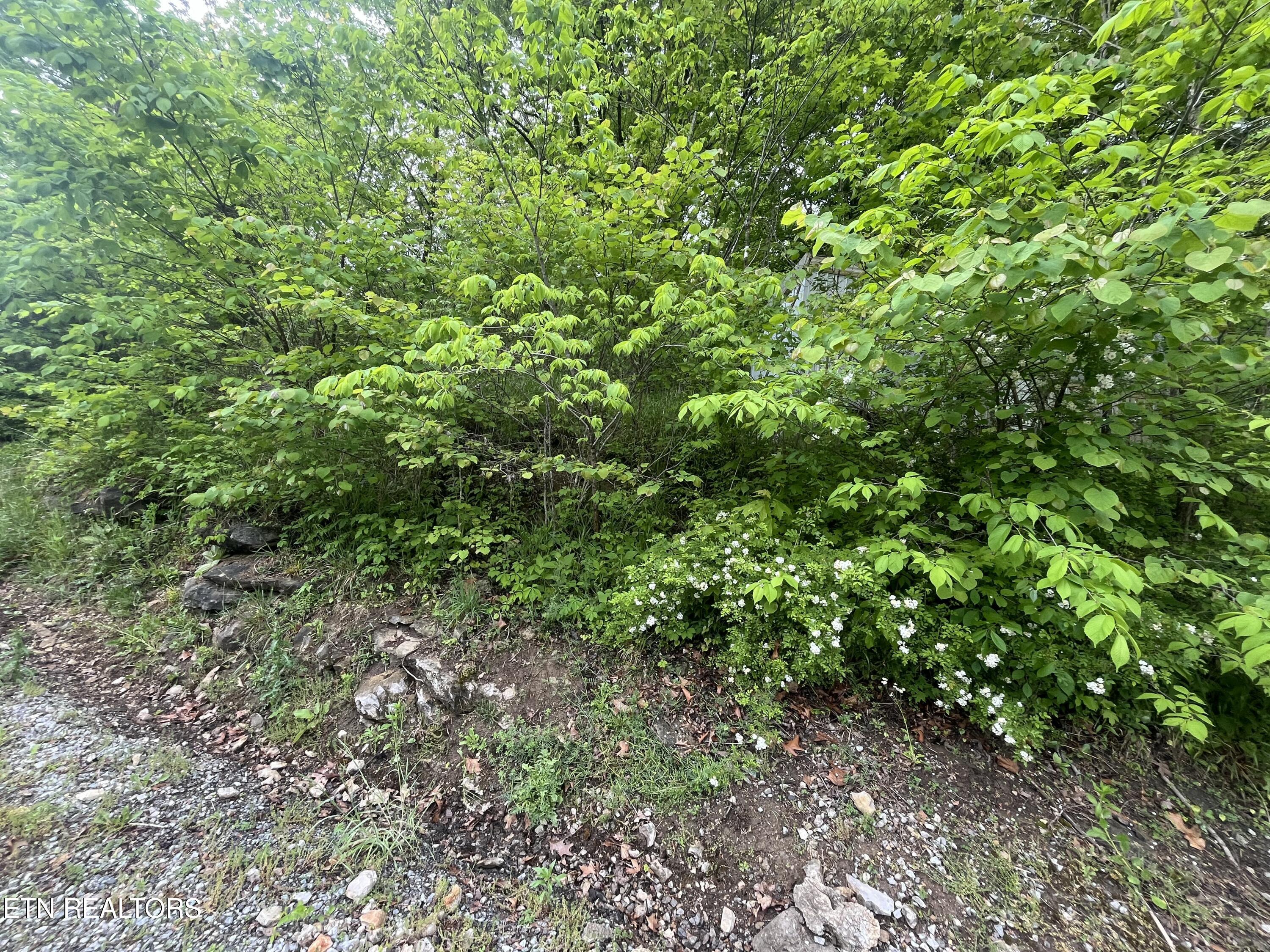 Tbd Valley Creek Road Dryden, VA 24243 - Photo 21 of 23 IMG_7415