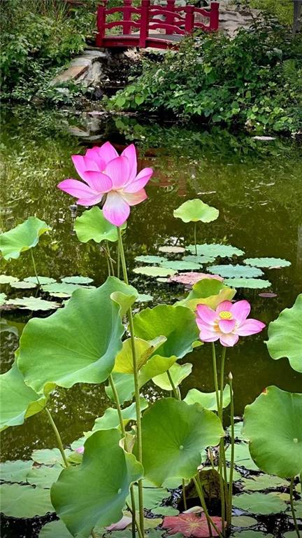 6336 Old Shadburn Ferry Road Buford, GA 30518 - Photo 84 of 100