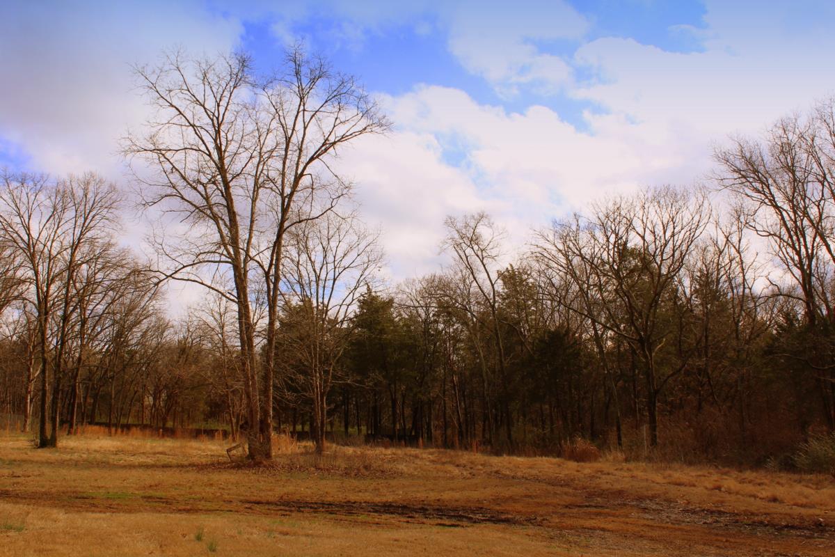 313 Randy Road Madison, TN 37115 - Photo 7 of 22 a view of a park with large trees