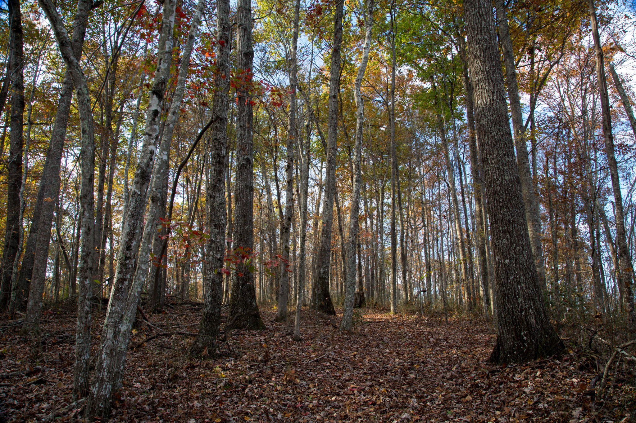 0 Funnel Creek Road Crossville, TN 38571 - Photo 14 of 25 Gallery Image 14