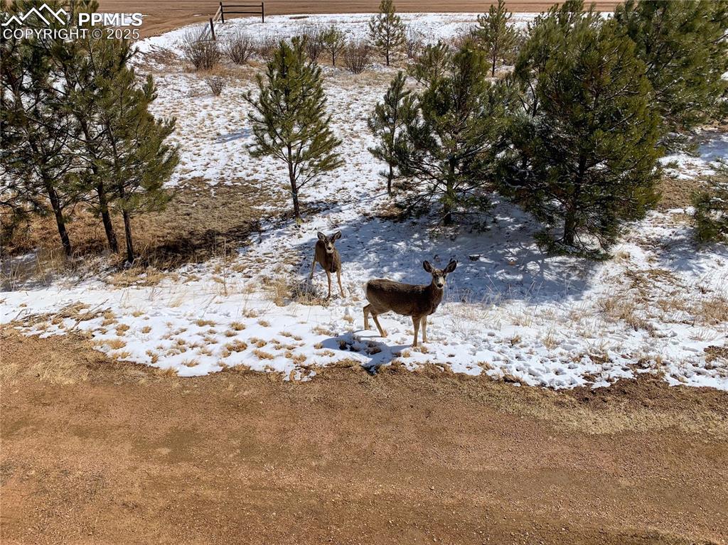 46 Barr Lake Circle Divide, CO 80814 - Photo 35 of 47 a view of a dry yard with trees