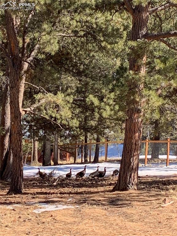 46 Barr Lake Circle Divide, CO 80814 - Photo 36 of 47 a view of a house with a tree in the background