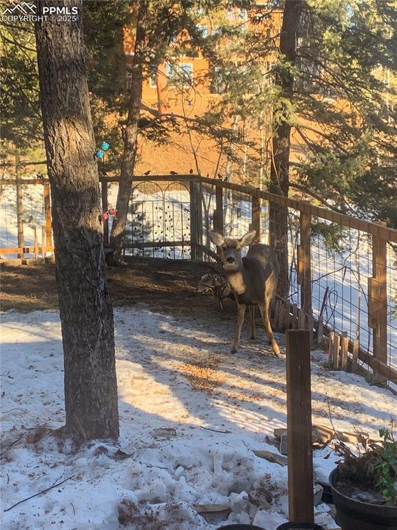 46 Barr Lake Circle Divide, CO 80814 - Photo 37 of 47 a view of a yard with large tree