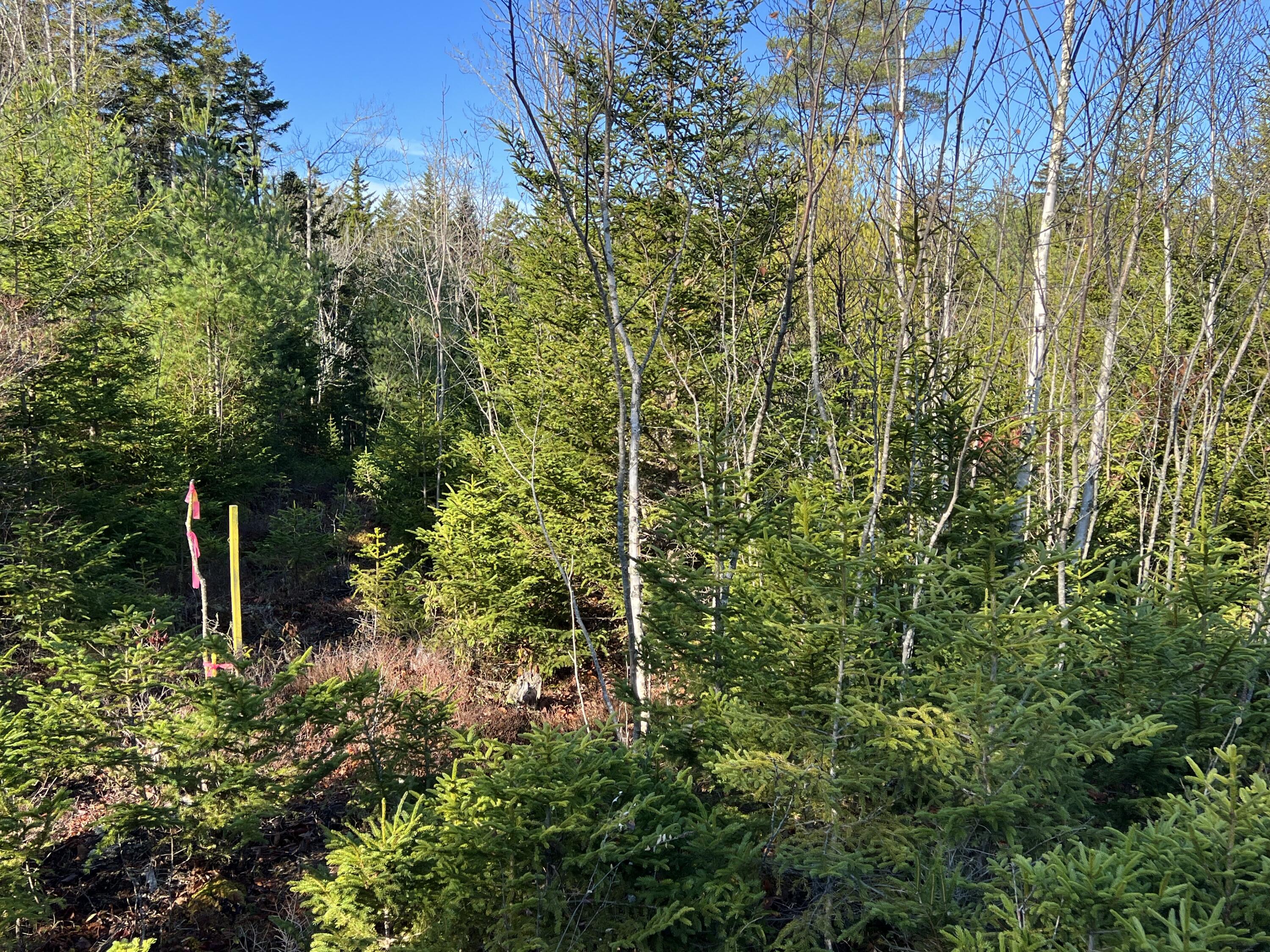 71 Cushing Farm Road Bristol, ME 04554 - Photo 4 of 9 E42EE673-CDA6-4BD7-9526-12949DF15405