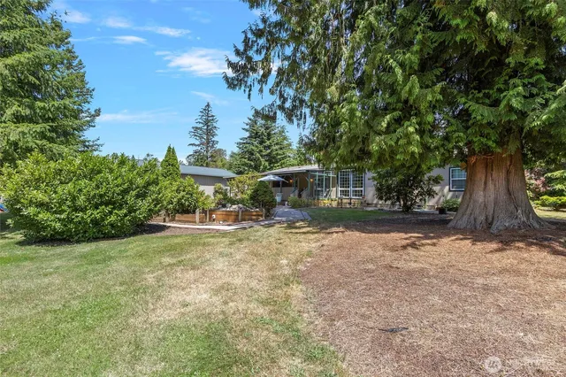 a view of a yard with plants and a large tree