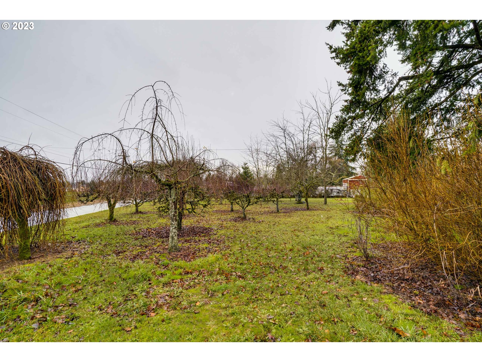 360 Southeast Edwards Drive Dundee, OR 97115 - Photo 25 of 31 a view of a yard with an tree