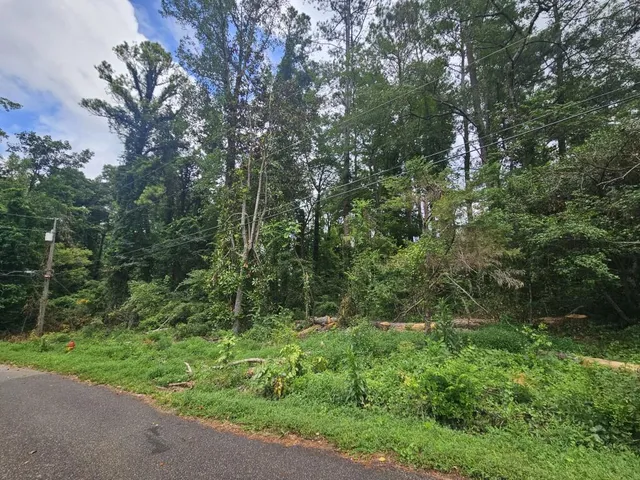 a view of a lush green forest