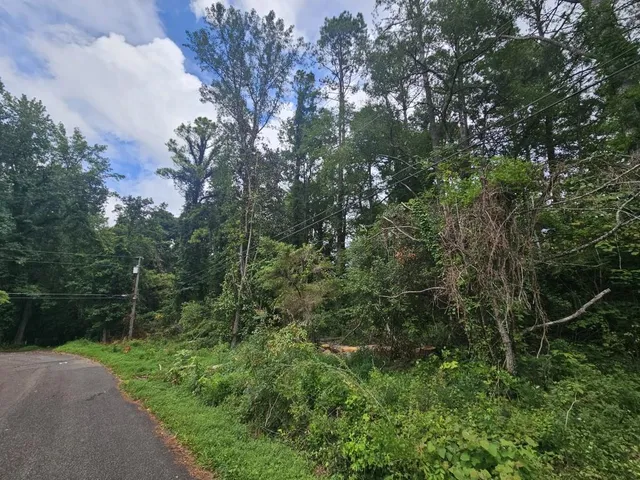 a view of a lush green forest