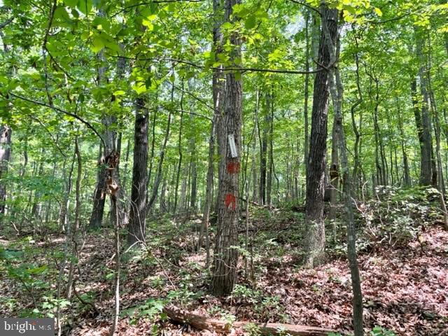 2016 Vaughn Summit Road Luray, VA 22835 - Photo 2 of 11 a view of forest