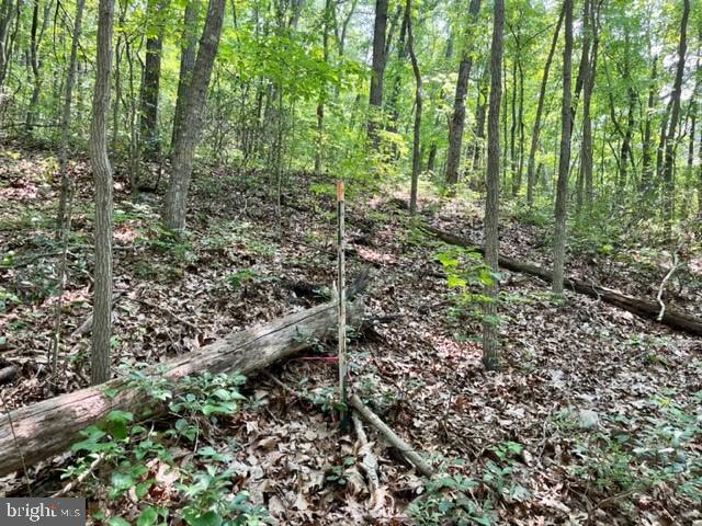 2016 Vaughn Summit Road Luray, VA 22835 - Photo 5 of 11 a view of forest