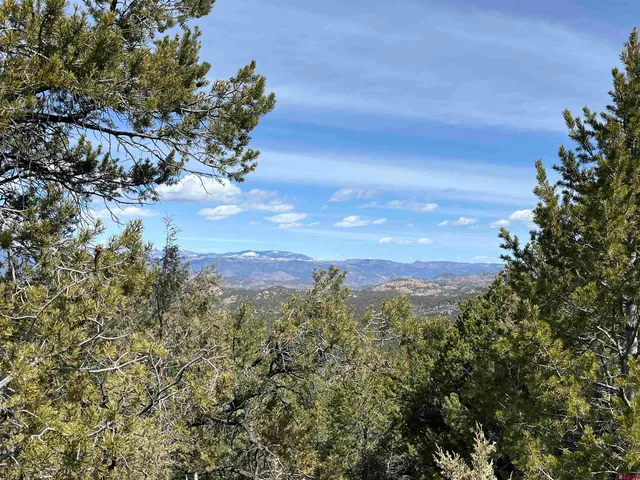 a view of a bunch of trees and bushes