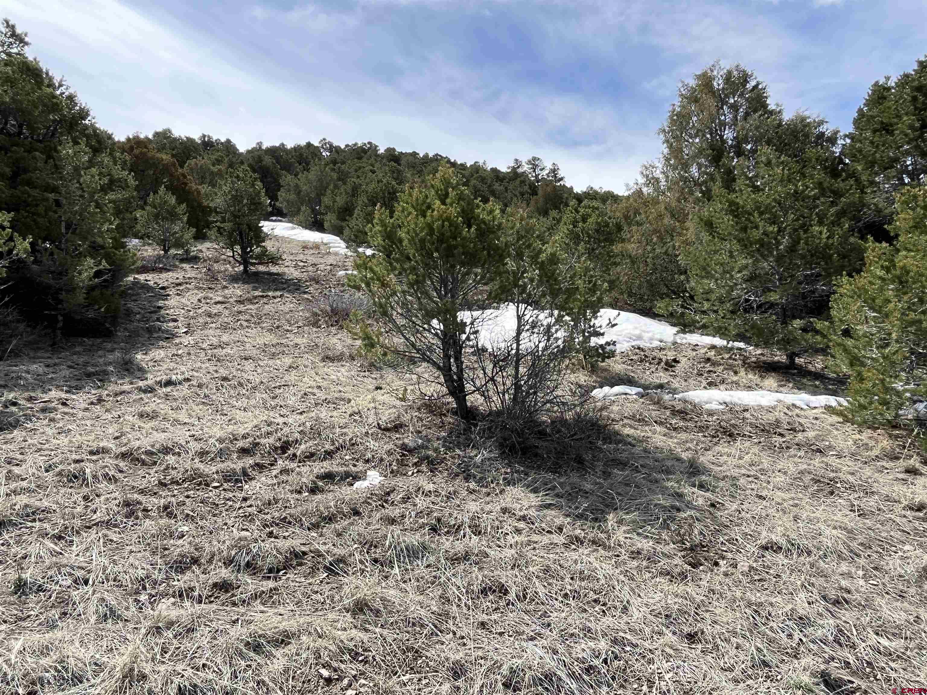 1601 Desperado Drive Cotopaxi, CO 81223 - Photo 26 of 35 a view of a forest with trees in the background