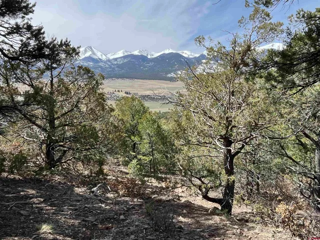 a view of a forest with a tree