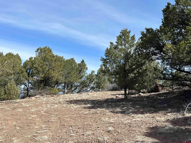 a view of a yard with a tree