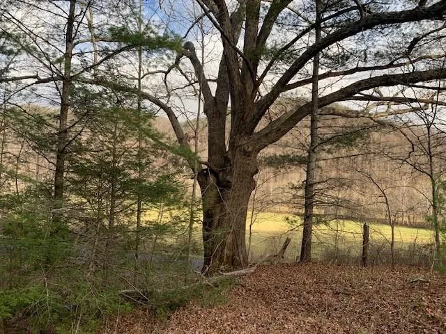 $200,000 | Tbd Lower Back Creek Road, Monterey, VA 24465