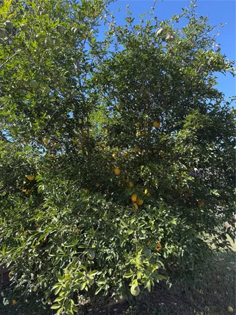 a view of a tree