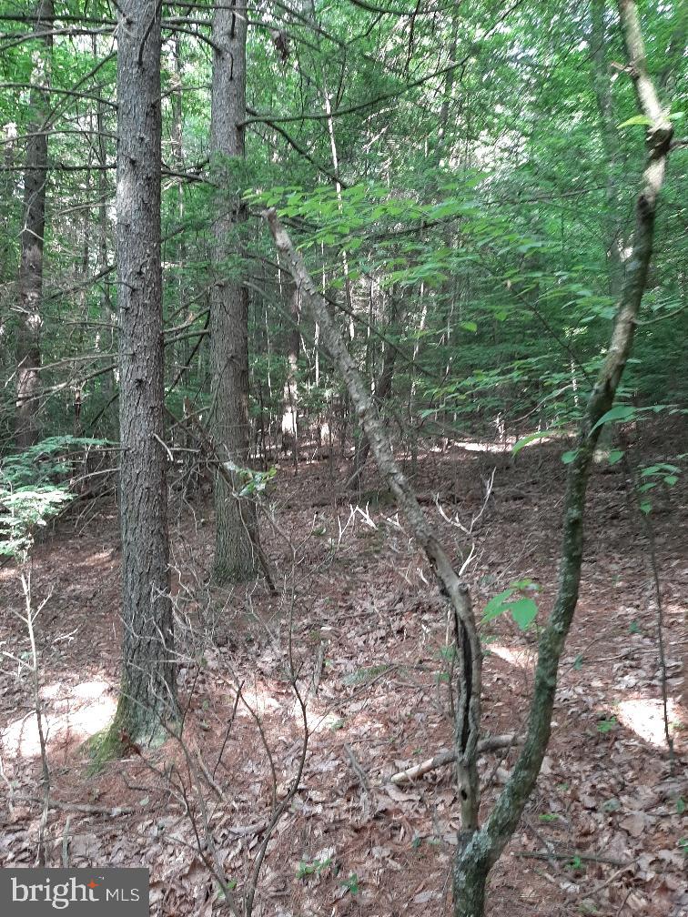 Lot # Rupp Road Elliottsburg, PA 17024 - Photo 3 of 4 Gallery Image 3