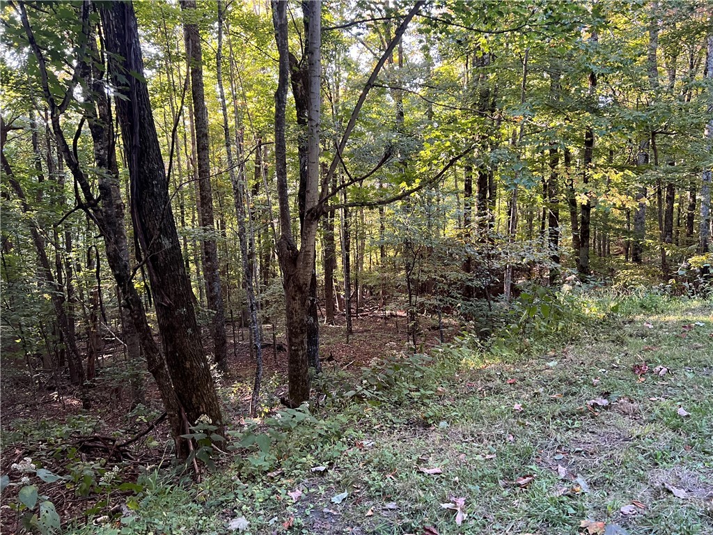 Maple Branch Road West Jefferson, NC 28694 - Photo 3 of 3 Gallery Image 3