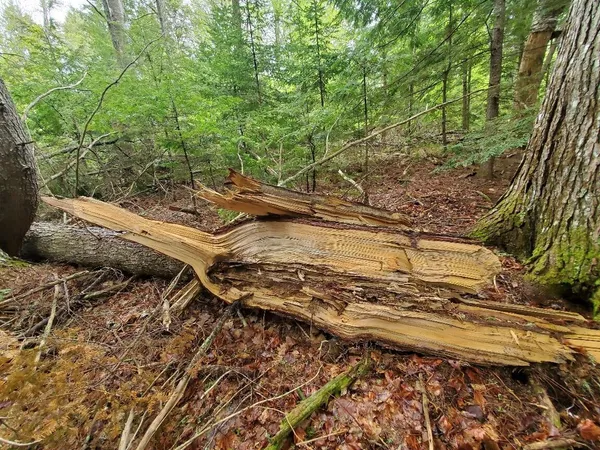 $1,400,000 | 0 Blackcat Pt Drive, Princeton, ME 04668