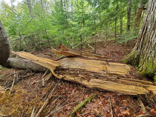 $1,400,000 | 0 Blackcat Pt Drive, Princeton, ME 04668