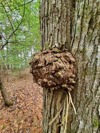 $1,400,000 | 0 Blackcat Pt Drive, Princeton, ME 04668