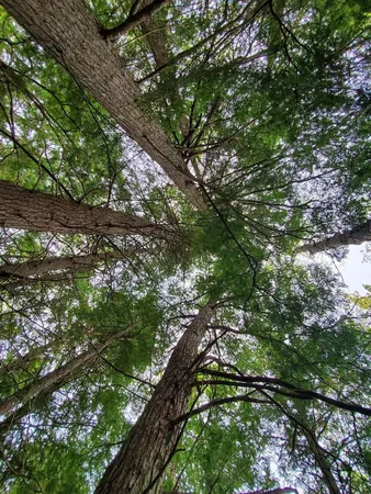 $1,400,000 | 0 Blackcat Pt Drive, Princeton, ME 04668