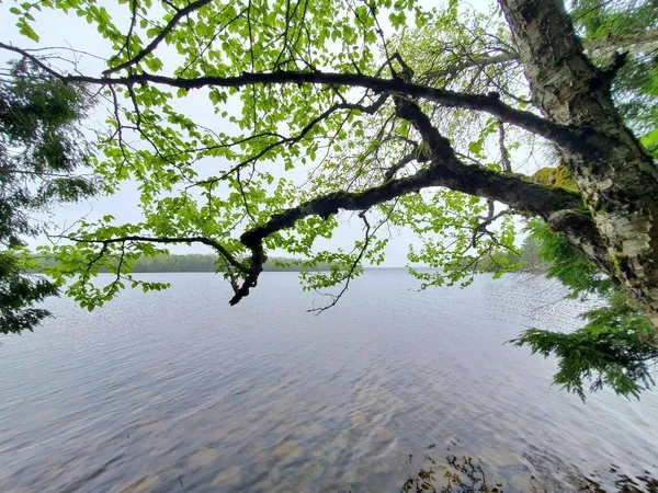 $1,400,000 | 0 Blackcat Pt Drive, Princeton, ME 04668