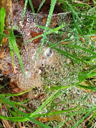 $1,400,000 | 0 Blackcat Pt Drive, Princeton, ME 04668