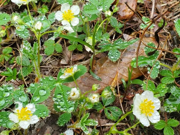 $1,400,000 | 0 Blackcat Pt Drive, Princeton, ME 04668