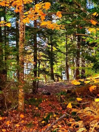 $1,400,000 | 0 Blackcat Pt Drive, Princeton, ME 04668