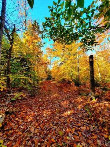 $1,400,000 | 0 Blackcat Pt Drive, Princeton, ME 04668