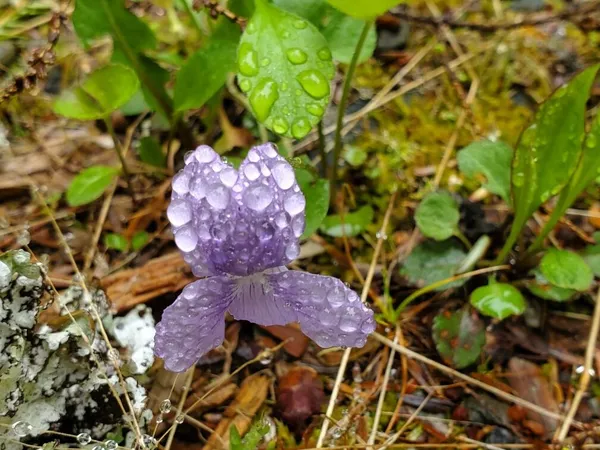 $1,400,000 | 0 Blackcat Pt Drive, Princeton, ME 04668