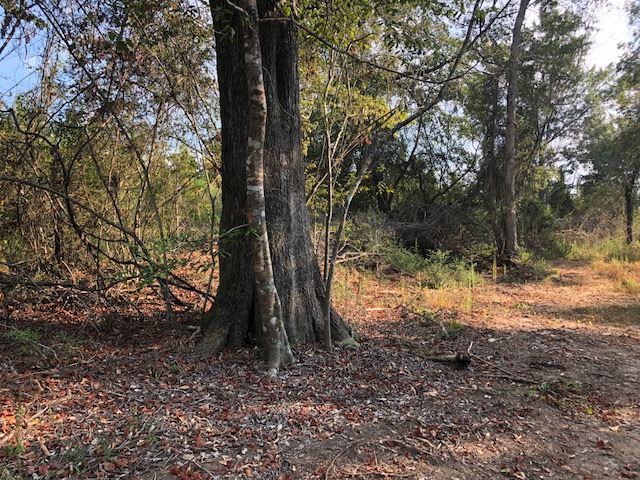 65-ac Straughn School Road Andalusia, AL 36421 - Photo 20 of 47 Gallery Image 20