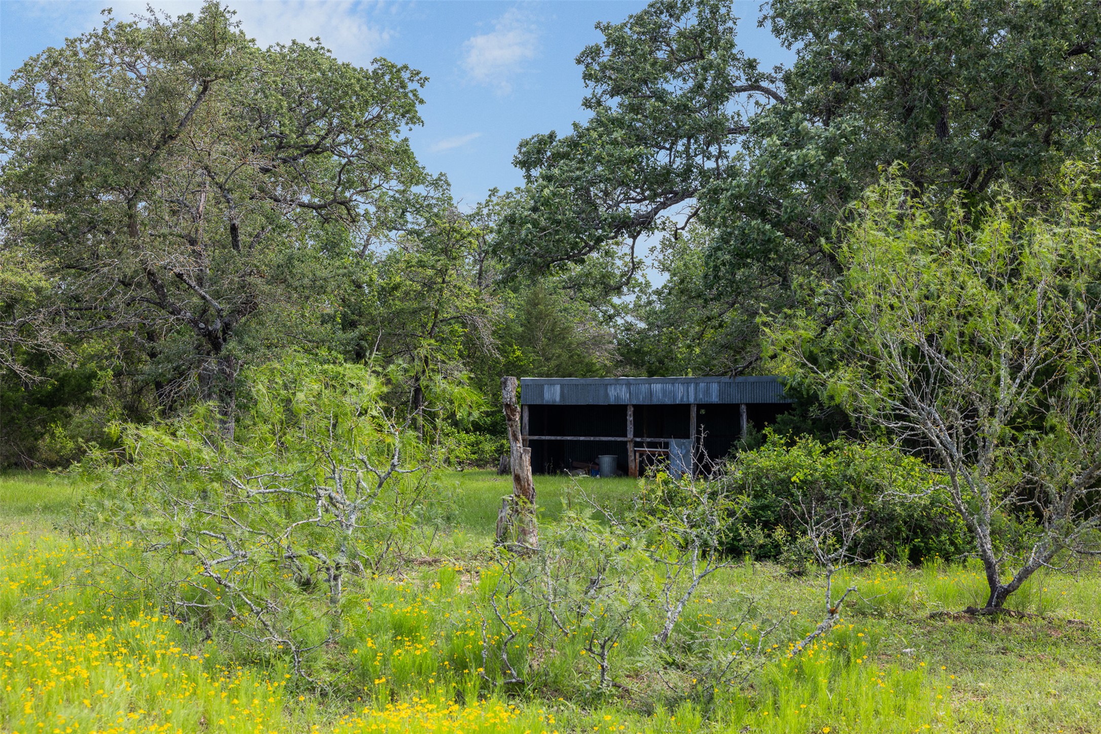 459 County Road 459 Road Thorndale, TX 76577 - Photo 13 of 35 a backyard of a house with plants and large trees