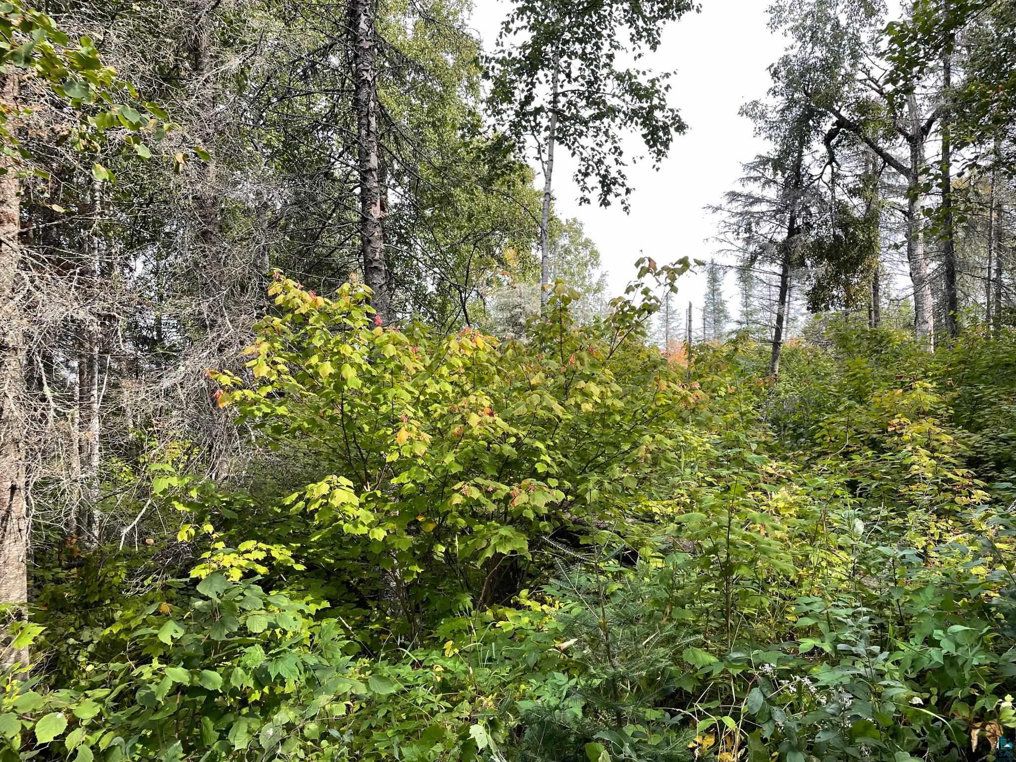 9519 Ccc Trail Isabella, MN 55607 - Photo 23 of 25