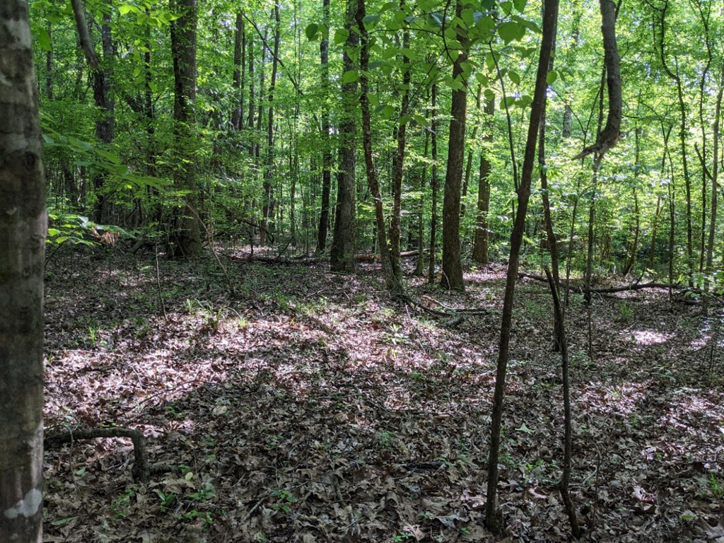 0 Tryus Bracken Road Sontag, MS 39665 - Photo 12 of 27 Photo 12